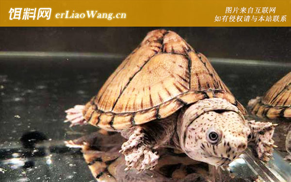 剃刀龟:生活习性