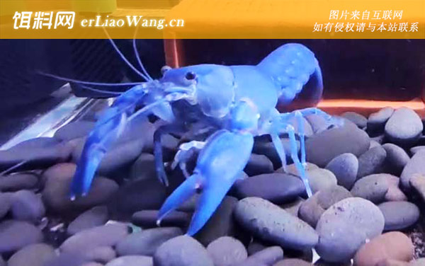 天空蓝魔虾是什么虾-种类划分