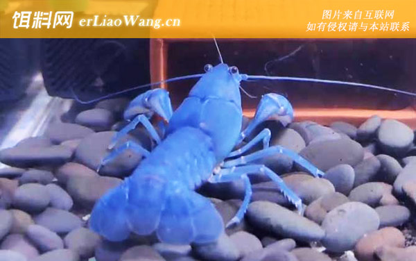 天空蓝魔虾:生活习性