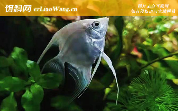 天使鱼:生活习性