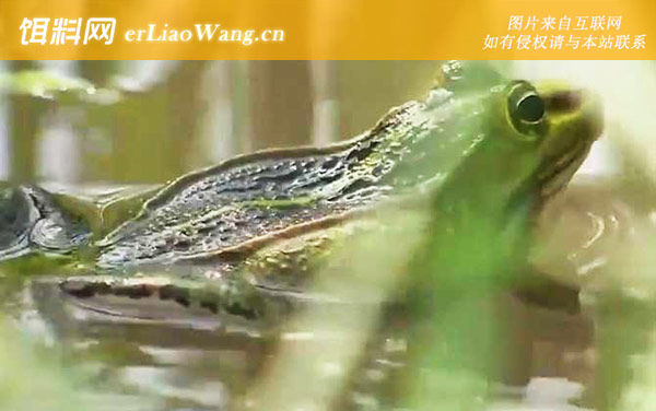 田蛙是什么动物-分布范围