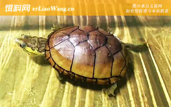 头盔蛋龟:分布范围