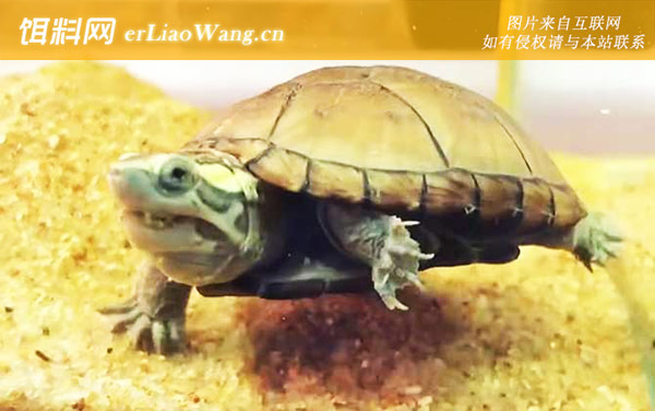 头盔蛋龟:生活习性