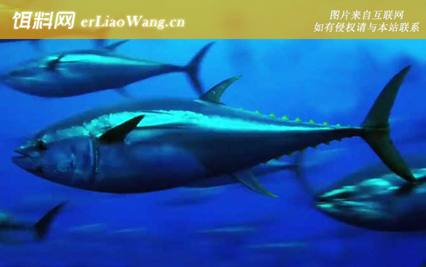 吞拿鱼:分布范围