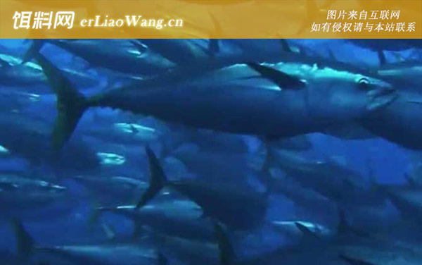 吞拿鱼:生活习性