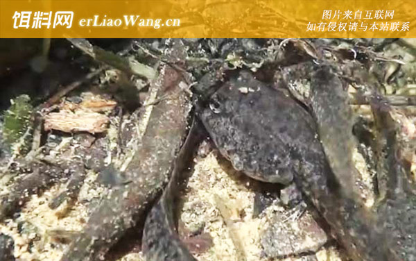 萎缩蛙:生活习性