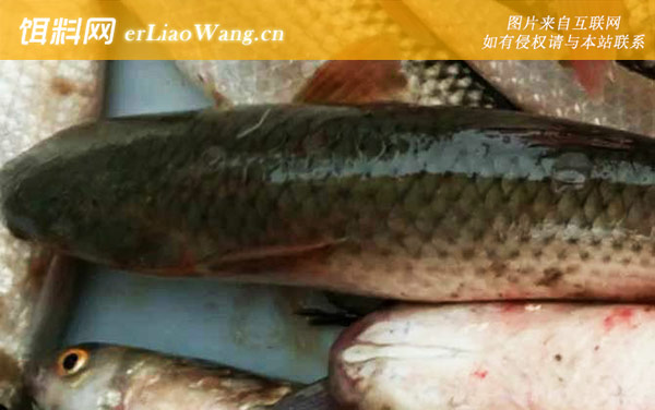 乌头鱼:分布范围