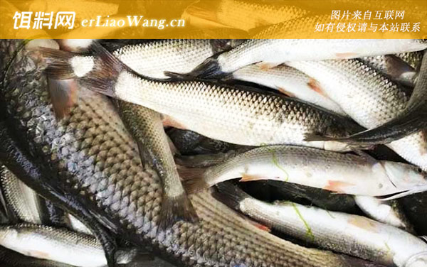 乌头鱼:生活习性