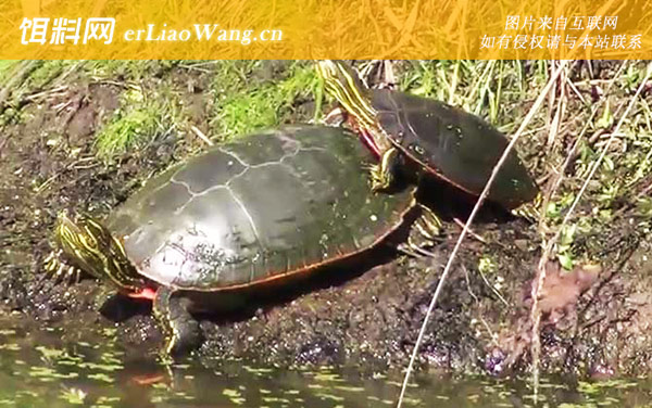 西部锦龟:产地分布