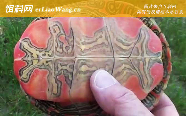 西部锦龟:生活习性