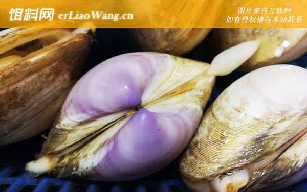 西施舌:分布范围