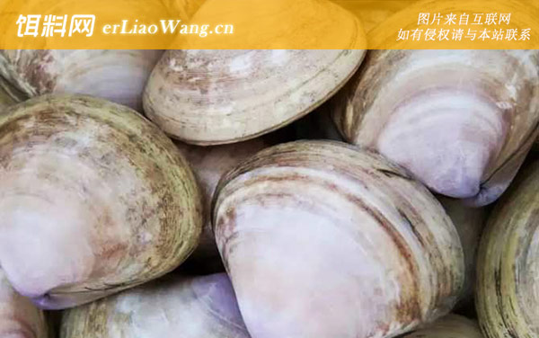 西施舌:生活习性