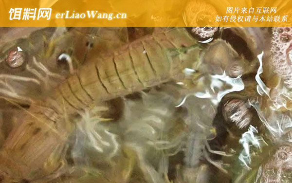 虾爬子:分布范围