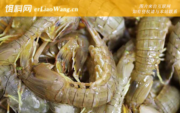 虾爬子:生活习性