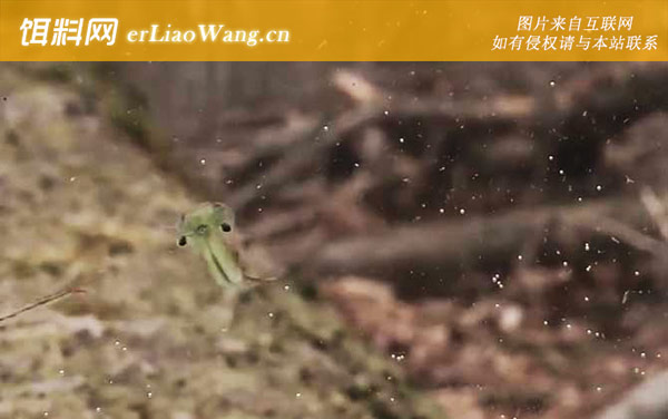 仙女虾:分布范围