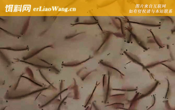 仙女虾:生活习性