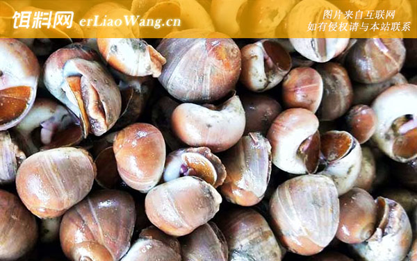 香螺是什么螺-分布范围