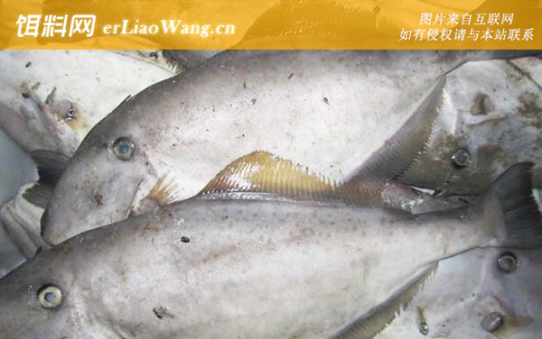 橡皮鱼:分布范围