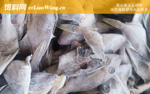 橡皮鱼:生活习性