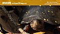 《星点龟是什么龟？》封面图