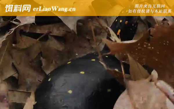 星点龟:分布范围