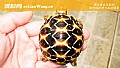 《星龟是什么龟？》封面图