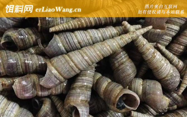 木瓜螺:锥螺(尖尾螺笋锥螺)