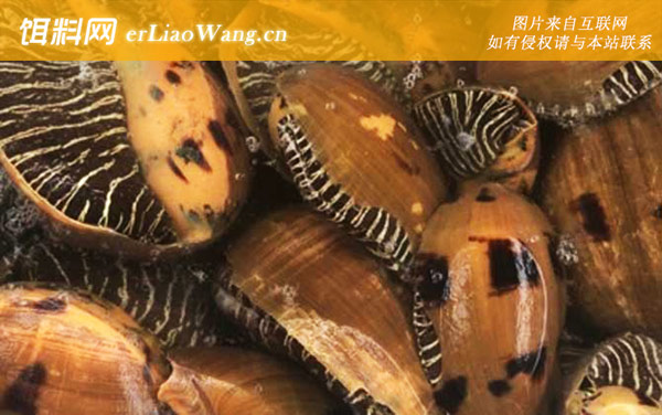 竖琴螺:木瓜螺(油螺椰子涡螺)