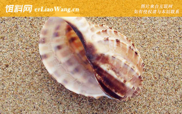 水字螺:竖琴螺(杨桃螺蜀江螺)