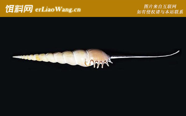 猫眼螺:长鼻螺(长笛螺长嘴凤凰螺)