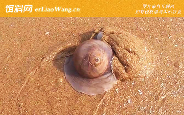 猫眼螺:猫眼螺(猫眼蝾螺)