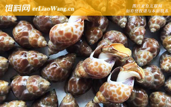 泥螺:花螺(东风螺东风螺)