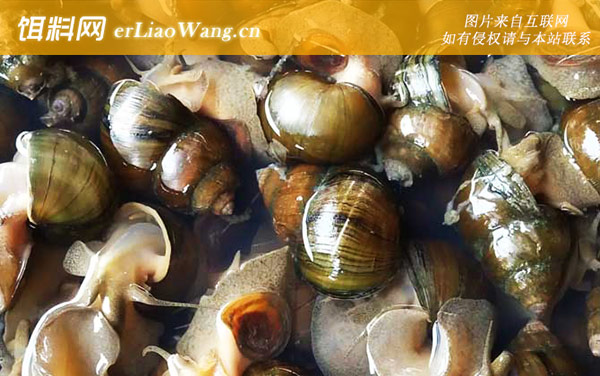 鸡心螺:田螺(中国圆田螺)