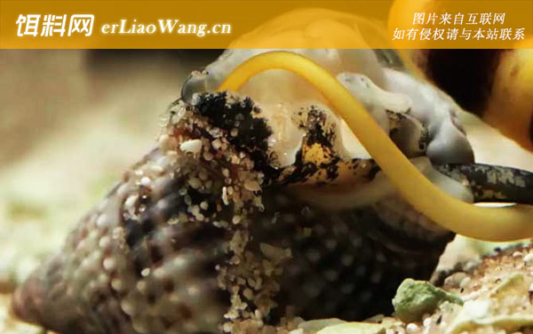 织纹螺:鸡心螺(芋螺芋头螺)