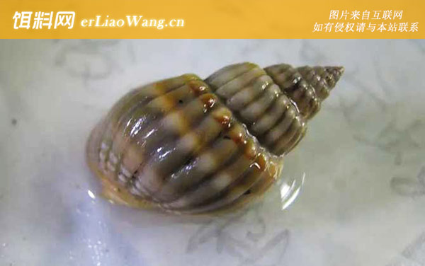唐冠螺:织纹螺(麦螺乌螺)