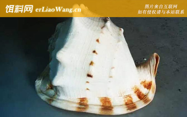 锥螺:唐冠螺(冠螺)