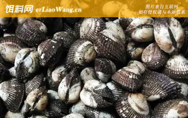 血蛤:生活习性
