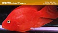 《血鹦鹉价格多少钱一条？》封面图