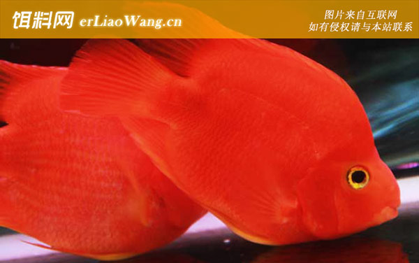 血鹦鹉:生活习性