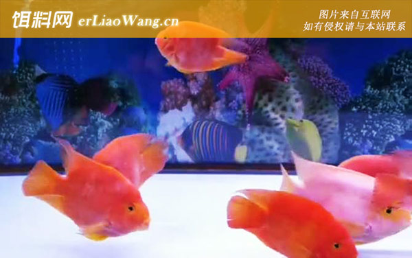 血鹦鹉:饲养方法