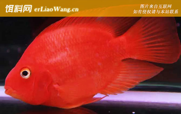 血鹦鹉:饲养方法