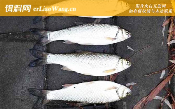 雅罗鱼:分布范围