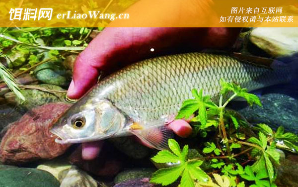 雅罗鱼:生活习性