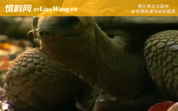 亚达伯拉象龟是什么龟-分布范围