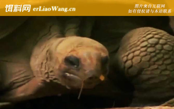 亚达伯拉象龟:生活习性