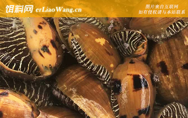 椰子螺:分布范围