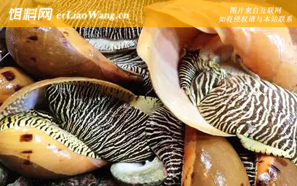 椰子螺:生活习性