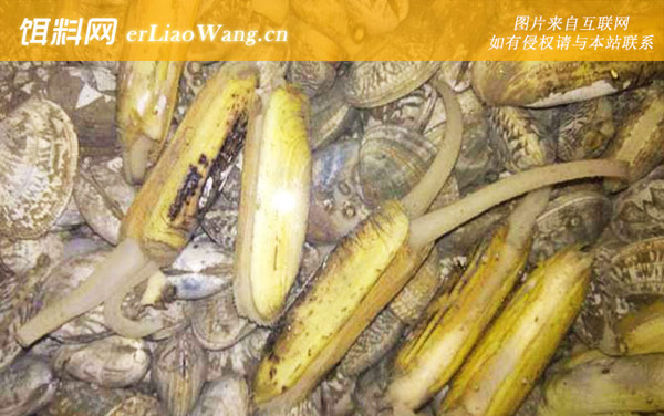 缢蛏:形态特征