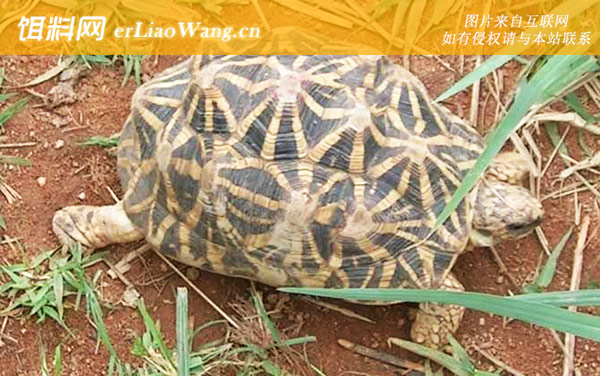 印度星龟:分布范围