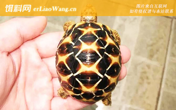 印度星龟:生活习性